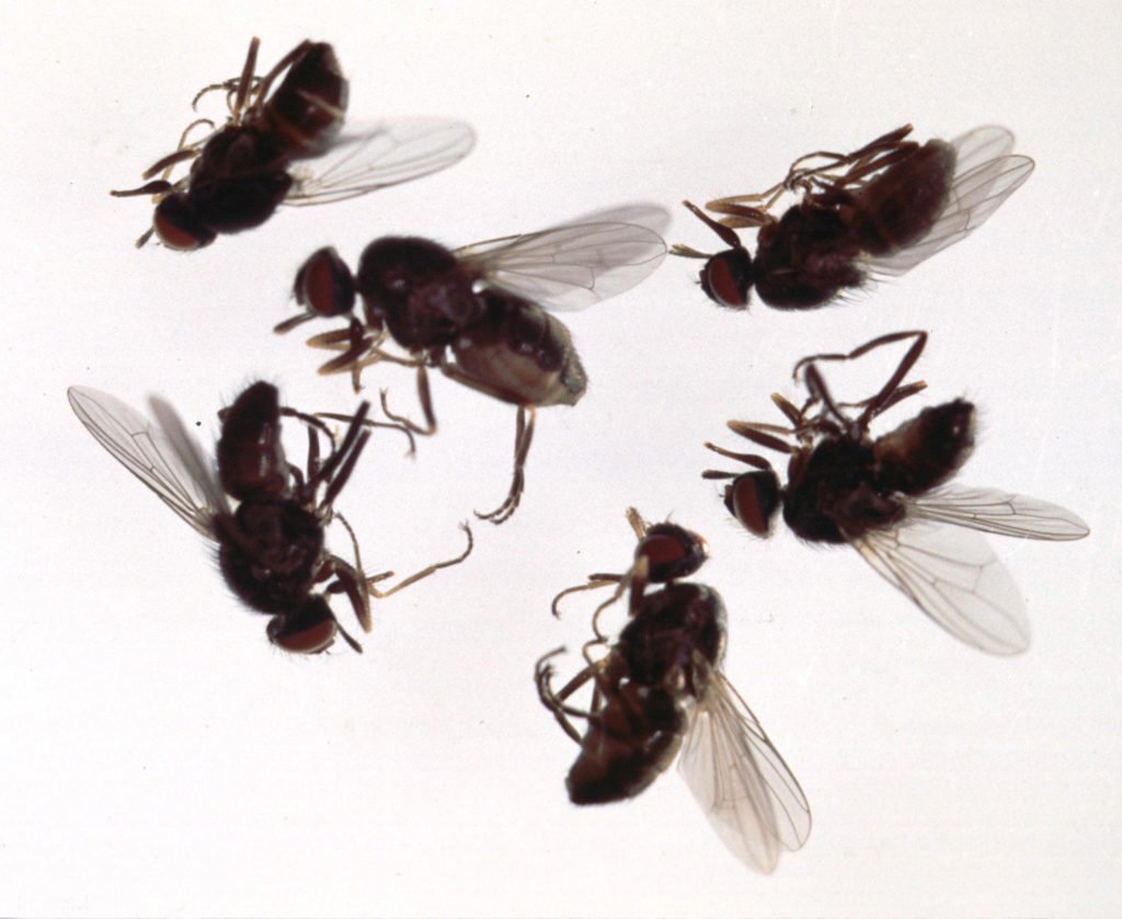 house-flies-sydney-1024x839